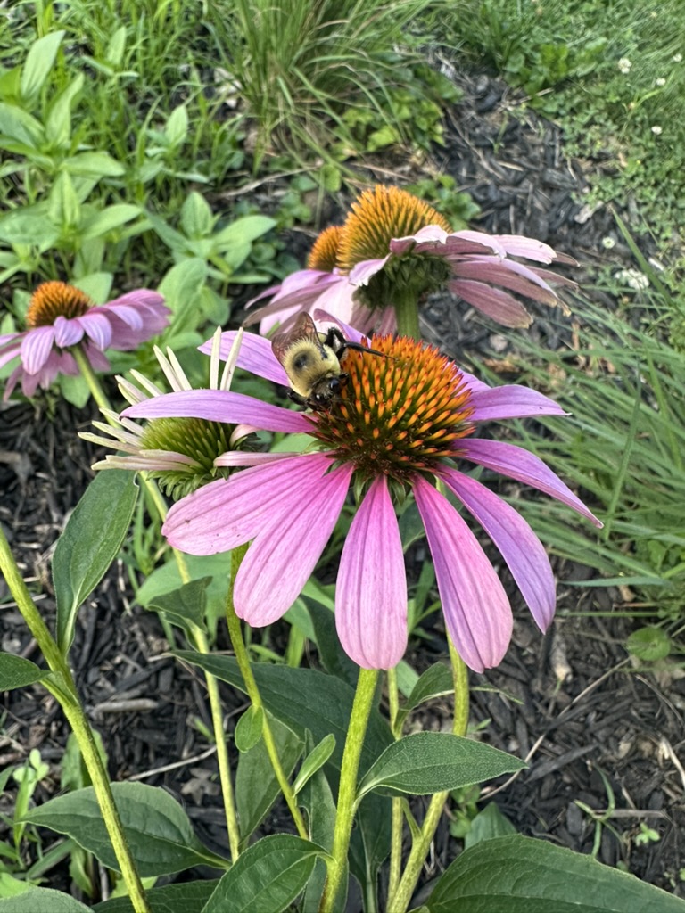 Bee on a flower